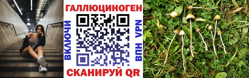 KRAKEN маркетплейс Ногинск Псилоцибиновые грибы Magic Shrooms